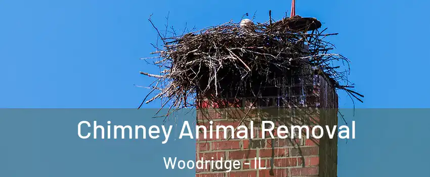 Chimney Animal Removal Woodridge - IL