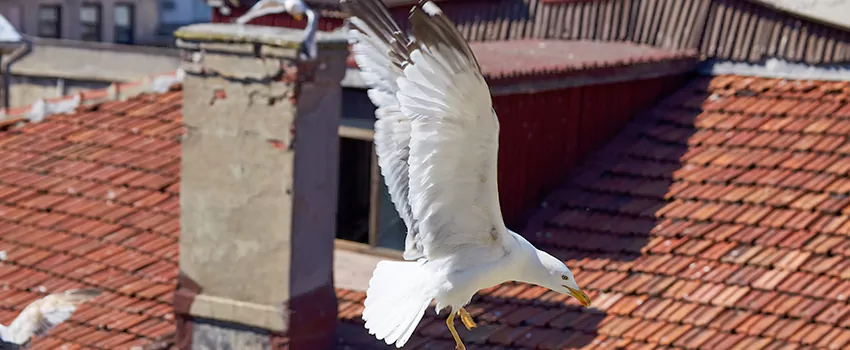 Residential Chimney Animal Removal Solution in Woodridge, IL