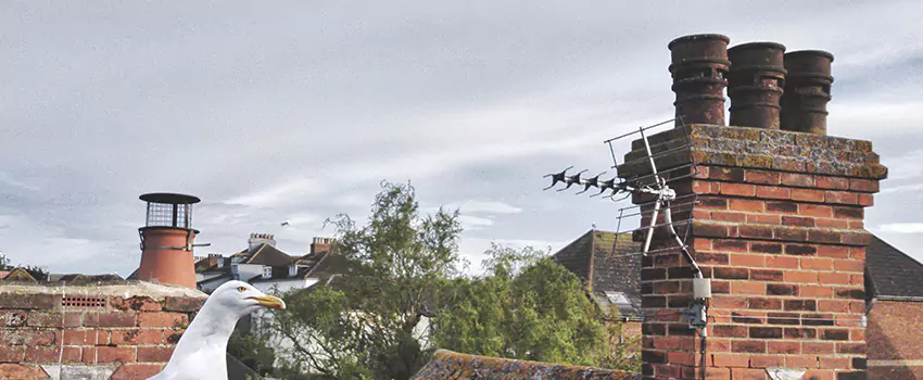 Chimney Cleaning And Restoration in Woodridge, Illinois